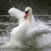 Photo de Cygne