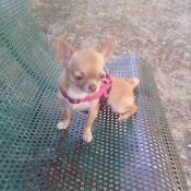 Photo de Chihuahua  poil court