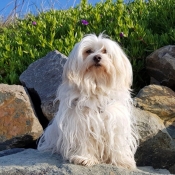 Photo de Coton de tulear