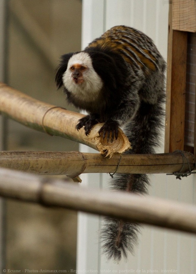 Photo de Singe - ouistiti de geoffroy