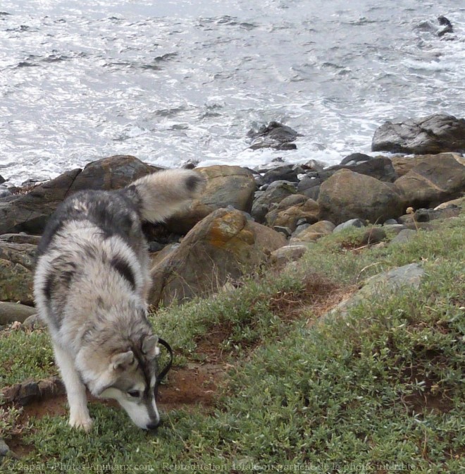 Photo de Husky siberien