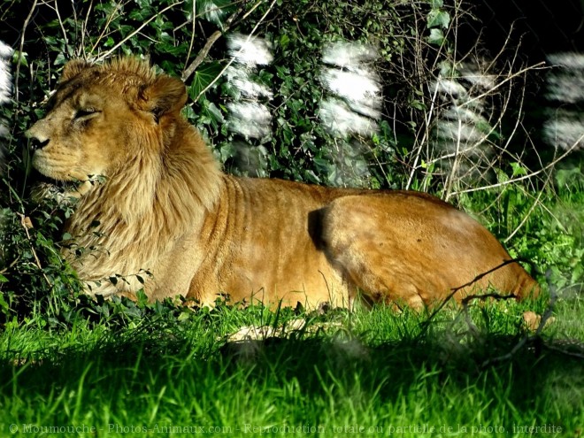 Photo de Lion