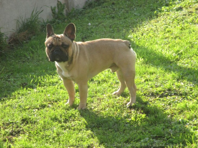 Photo de Bouledogue franais