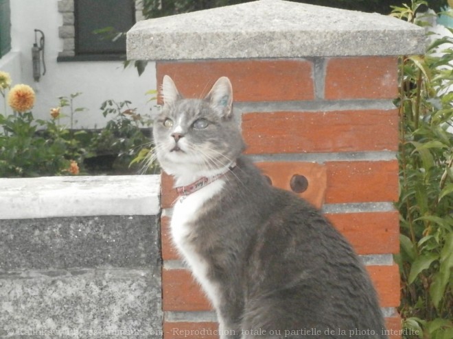 Photo de Chat domestique