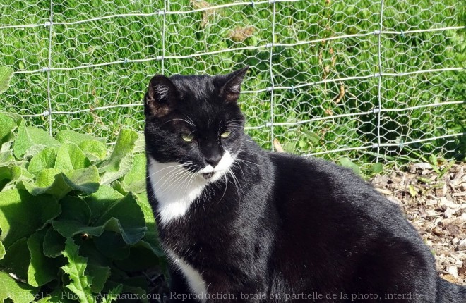 Photo de Chat domestique