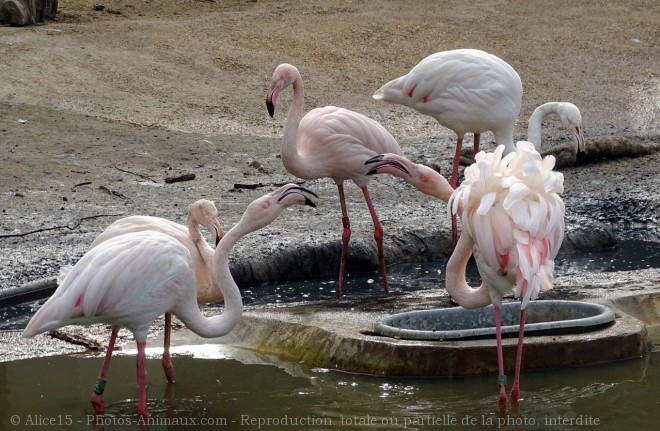 Photo de Flamand rose