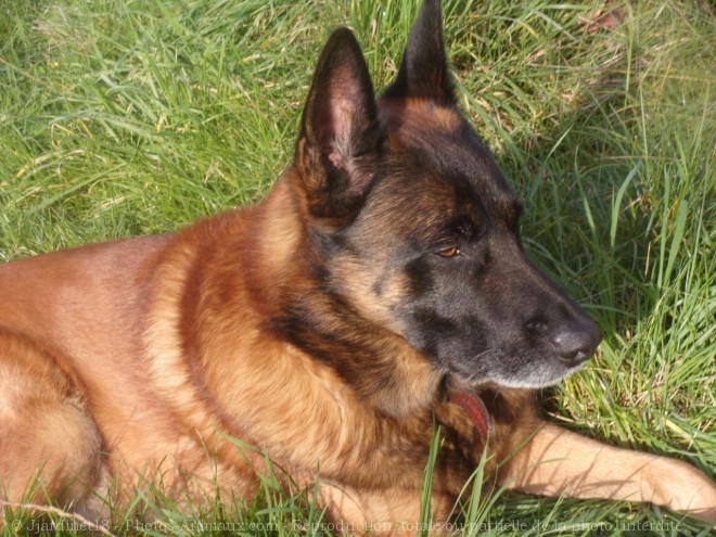 Photo de Berger belge malinois