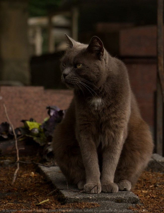 Photo de Chat domestique