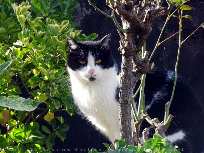 Photo de Chat domestique