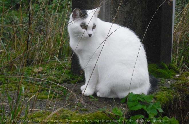 Photo de Chat domestique