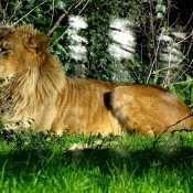 Photo de Lion