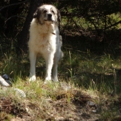 Photo de Chien de berger des pyrenes  poil long