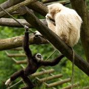 Photo de Singe - gibbon