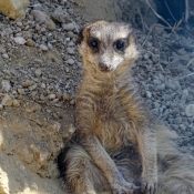 Photo de Suricate