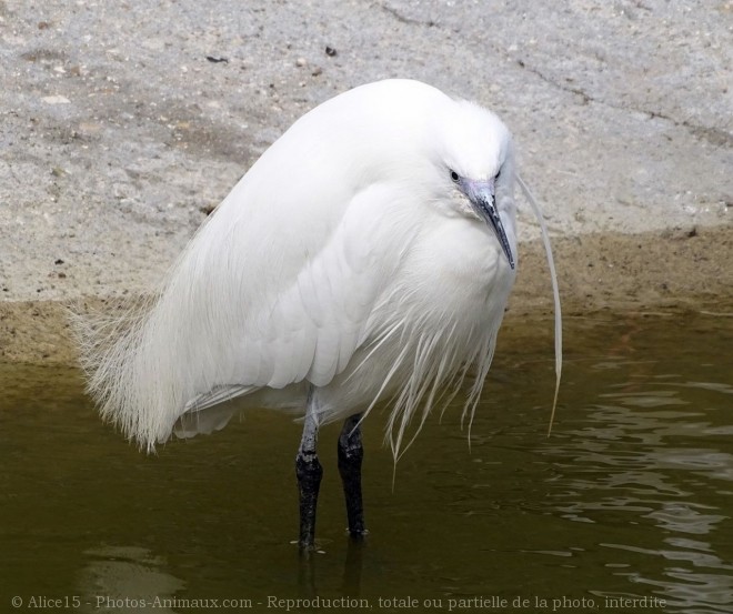 Photo d'Aigrette