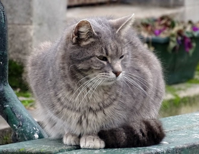 Photo de Chat domestique