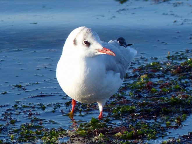 Photo de Mouette