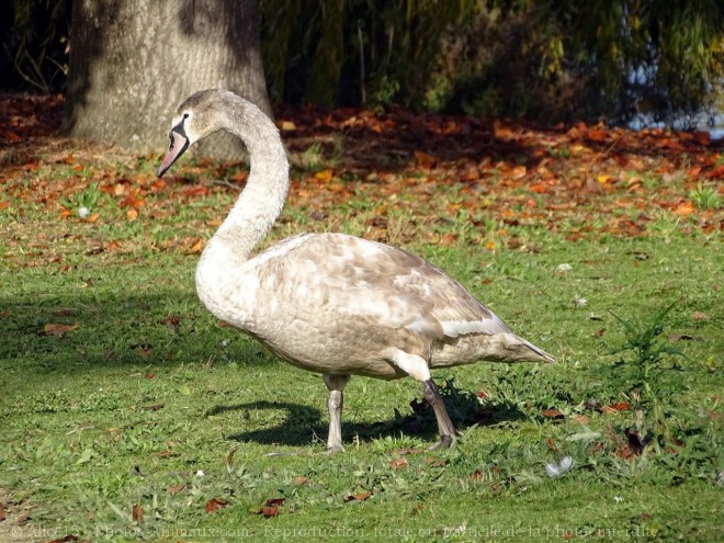 Photo de Cygne