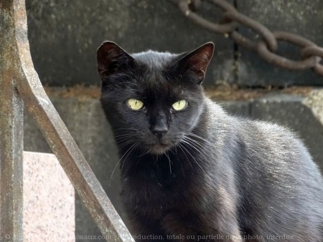 Photo de Chat domestique