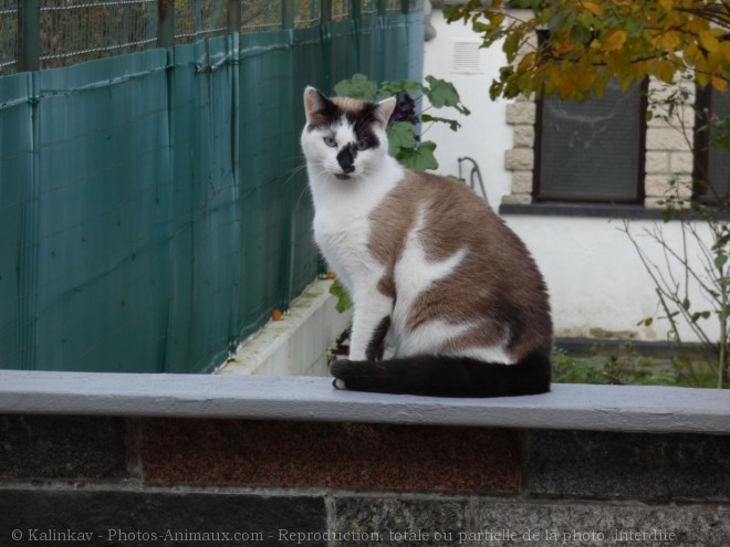 Photo de Chat domestique