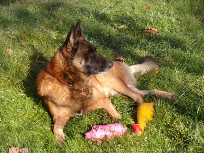 Photo de Berger belge malinois