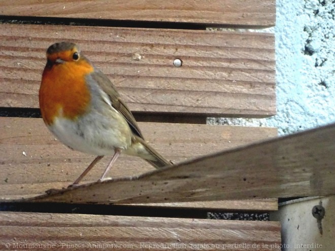 Photo de Rouge gorge