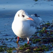 Photo de Mouette