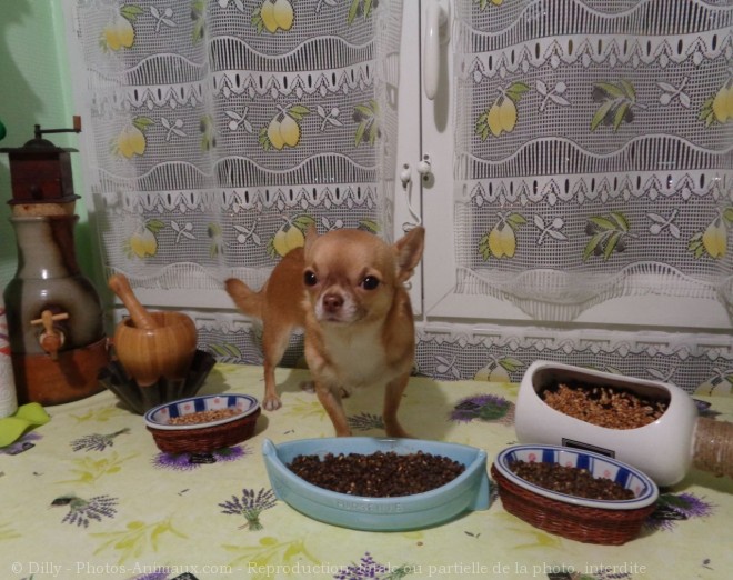 Photo de Chihuahua  poil court