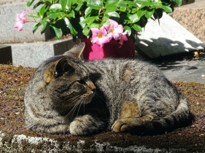 Photo de Chat domestique