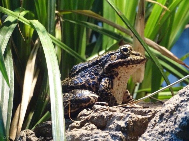 Photo de Grenouille