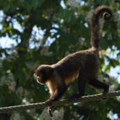 Photo de Singe - capucin