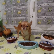 Photo de Chihuahua  poil court