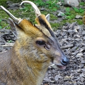 Photo de Muntjac