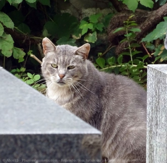 Photo de Chat domestique