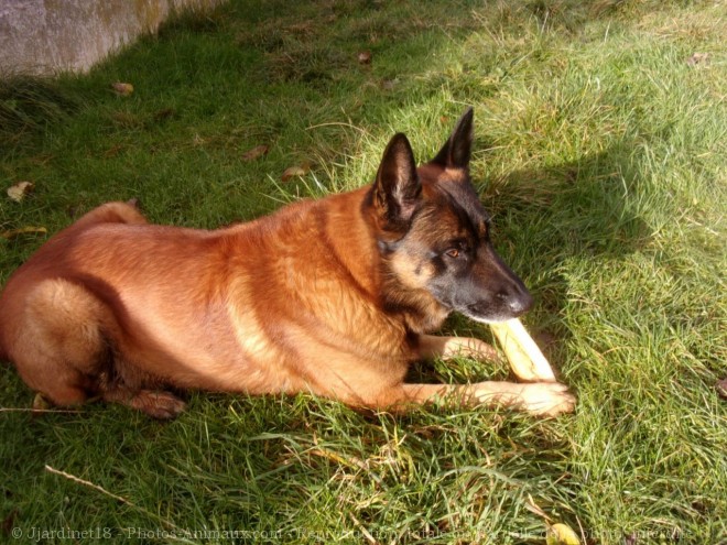 Photo de Berger belge malinois