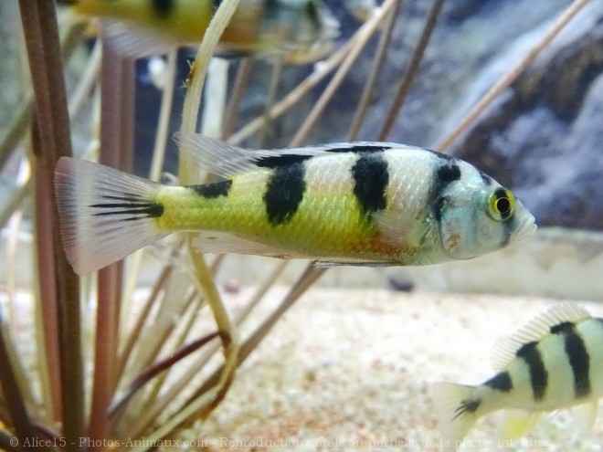 Photo de Poissons exotiques