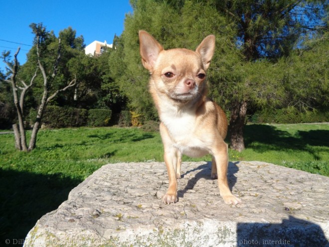 Photo de Chihuahua  poil court