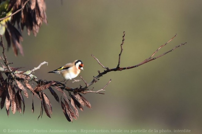 Photo de Chardonnet