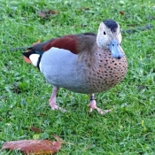 Photo de Canard