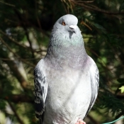 Fond d'cran avec photo de Pigeon - biset