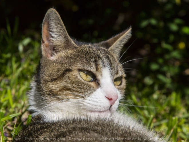 Photo de Chat domestique