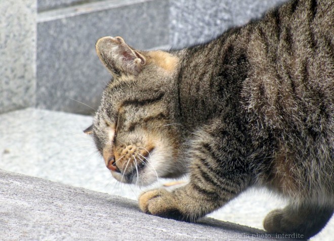 Photo de Chat domestique