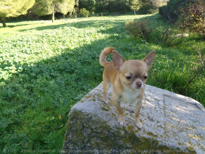 Photo de Chihuahua  poil court