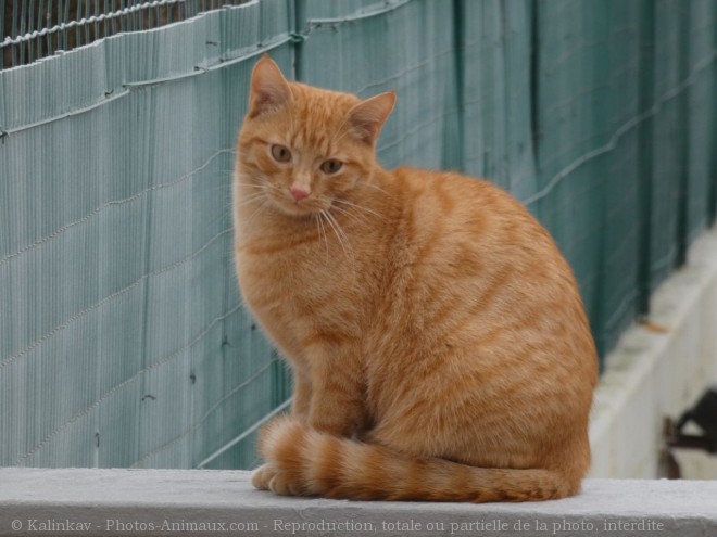 Photo de Chat domestique