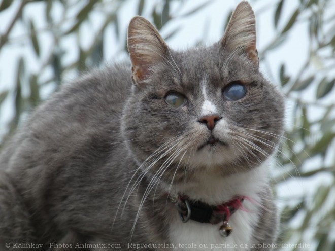 Photo de Chat domestique