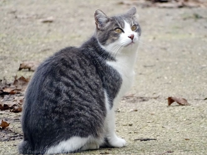 Photo de Chat domestique