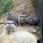 Photo de Suricate