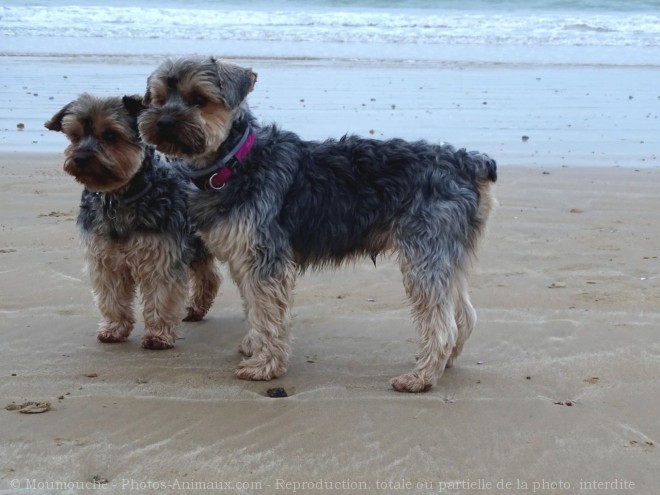 Photo de Yorkshire terrier