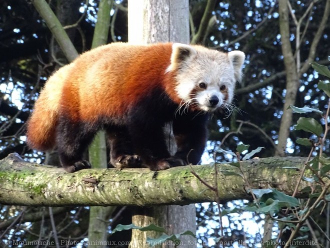 Photo de Panda roux