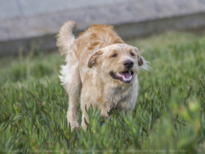 Photo de Races diffrentes